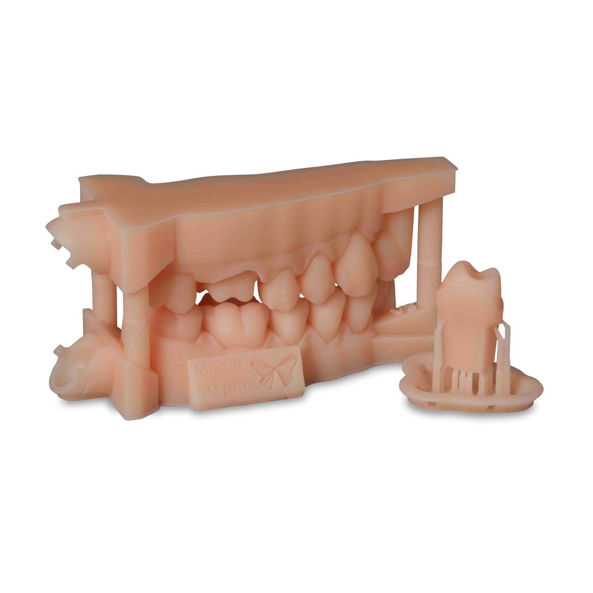 Formlabs Dental Model Resin 2本セット Model Resin V3 | Formlabs Dental